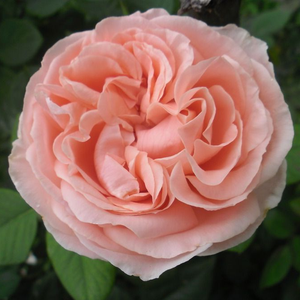 80-100 cm - Ruža - Donatella® - 